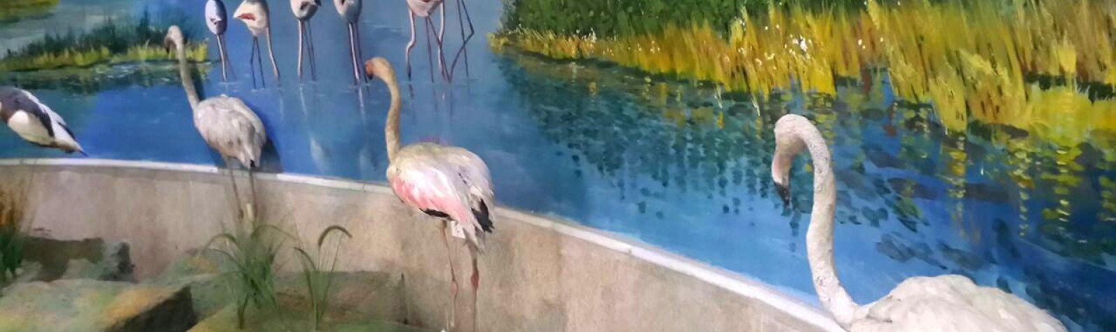 Urmia Natural History Museum