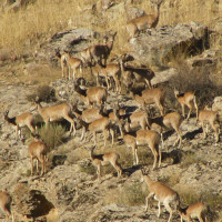 Tandoorah National Park, Paradise for Persian leopard