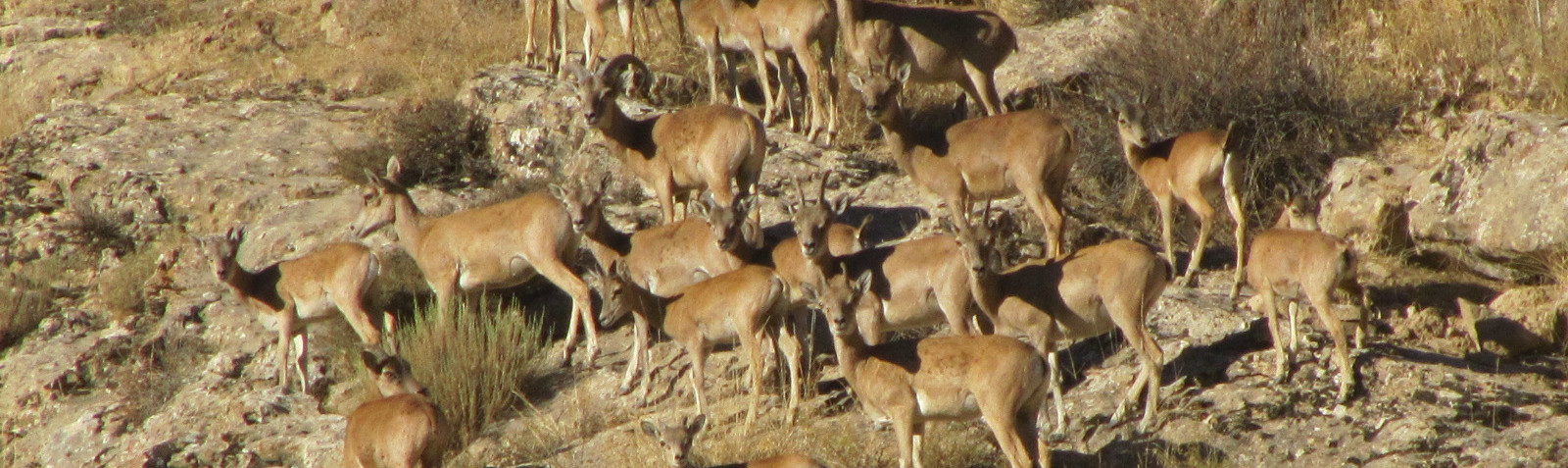 Tandoorah National Park, Paradise for Persian leopard