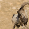 Persian-Wild-Goat