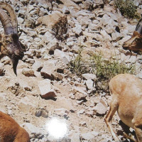 Kolah Ghazi National Park