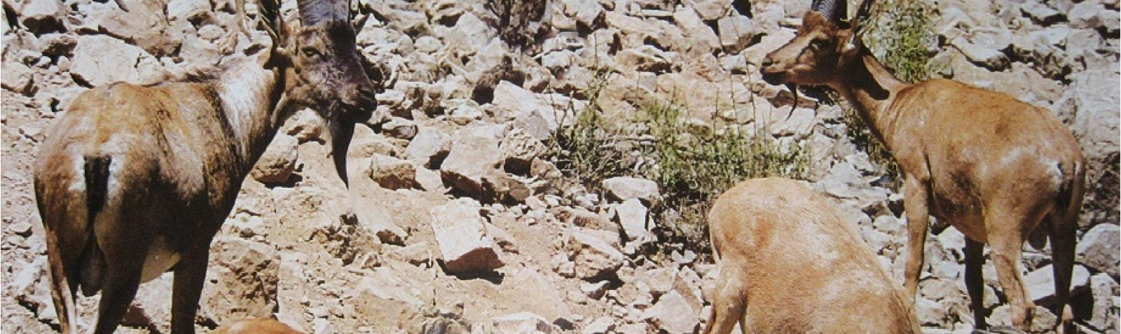 Kolah Ghazi National Park