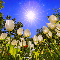 جشنواره لاله ها