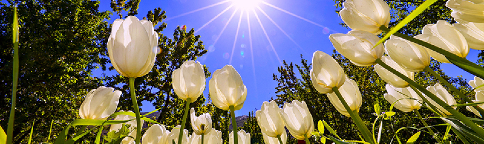 جشنواره لاله ها