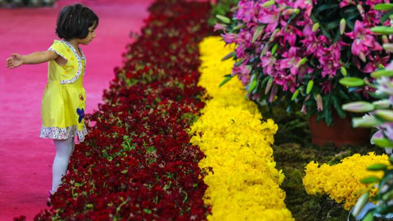 Фестиваль цветов В Нидерландах, Иране