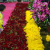 Festival de flores y plantas