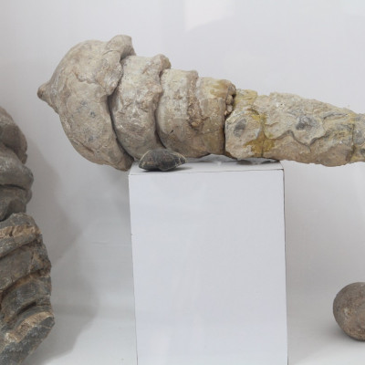 موزه تاریخ طبیعی بیرجند