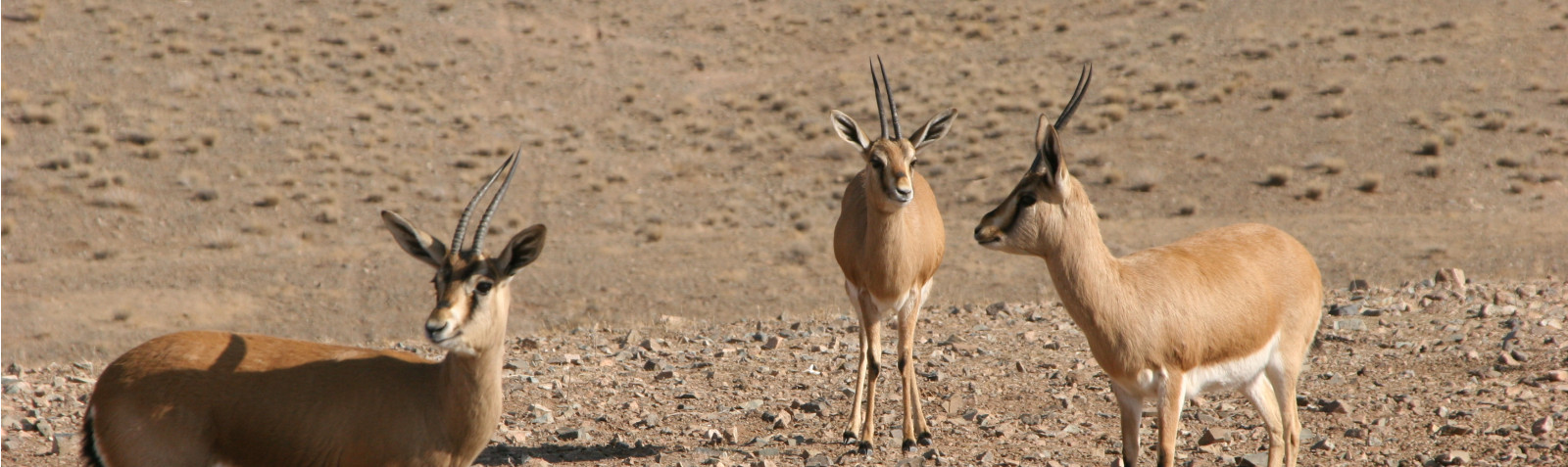Kavir National Park