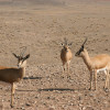 Kavir National Park