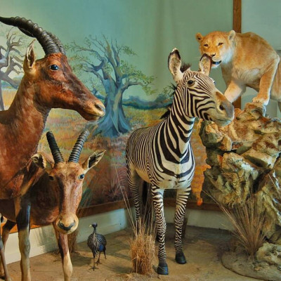 Darabad Nature and Wildlife Museum