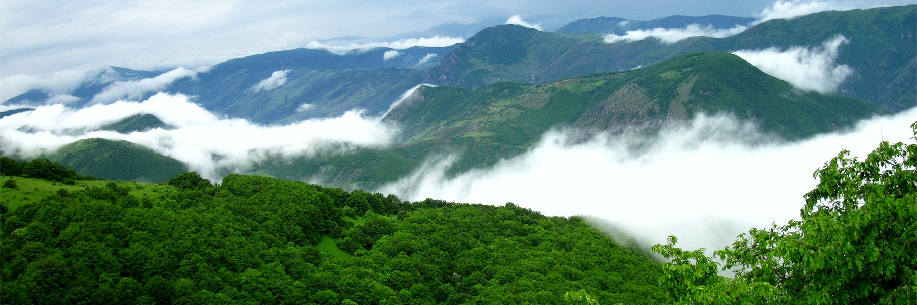 selva
