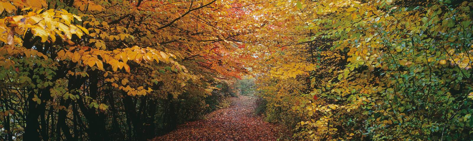 Autumn suggestions