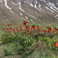 Plain of Overturned Tulips (Fritillaria) 