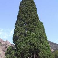 سرو هرزویل