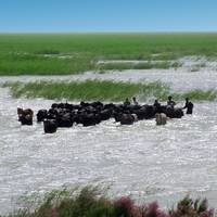 Hamoun Lake