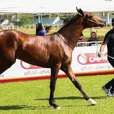 Верховая езда