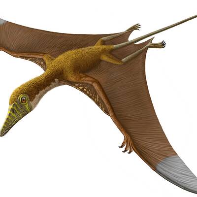 کشف دایناسورهای پرنده در بلندی‌های البرز