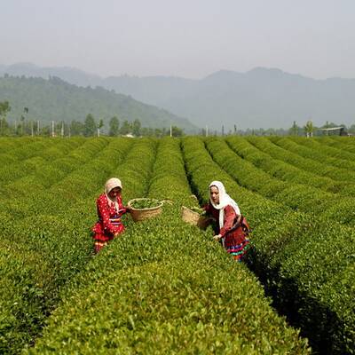 فرصتی برای گشت‌وگذار در جشنواره‌های لاهیجان و آستانه اشرفیه