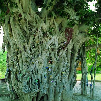 Higuera sagrada (árbol de luro)
