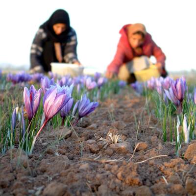 به میهمانی زیبارویان خوش عطر و نگار بروید