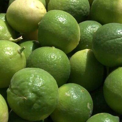 سفر به افسانه‌های کهن، جام جم و لیمو