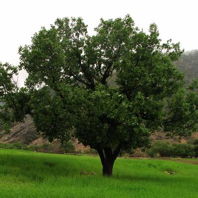 پارک های ملی دز و کرخه