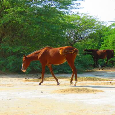 محمية " ناي بند "