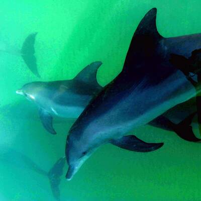 حديقة كيش للدلافين