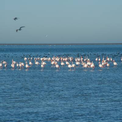 Водно-болотные угодья Мианкале