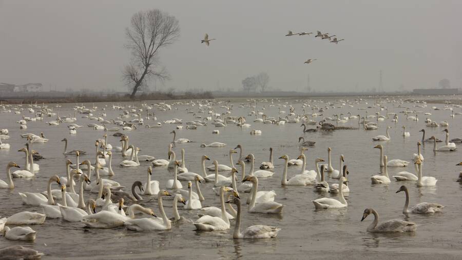 تالاب بین المللی فریدونکنار