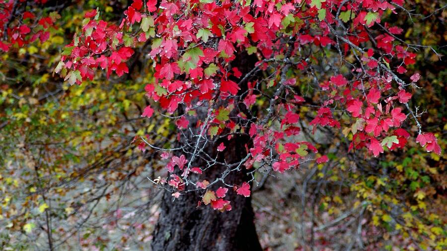 جنگل رودبارک