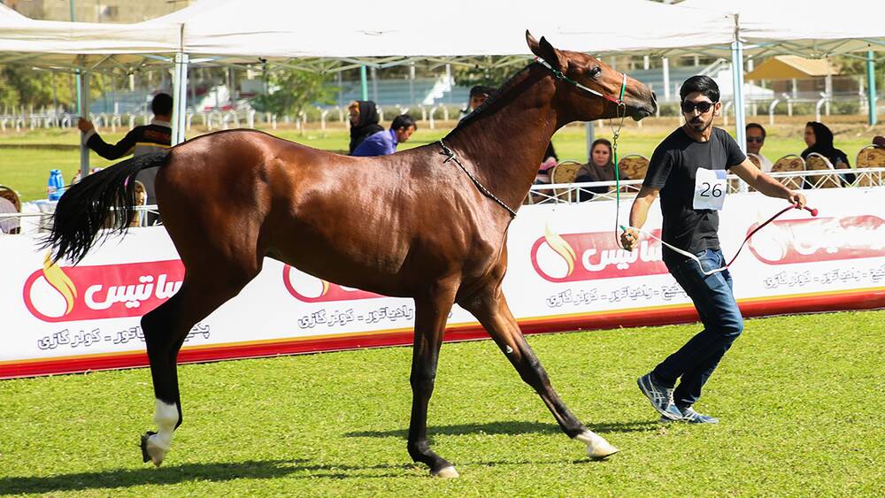 Верховая езда