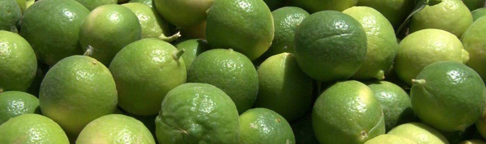 سفر به افسانه‌های کهن، جام جم و لیمو