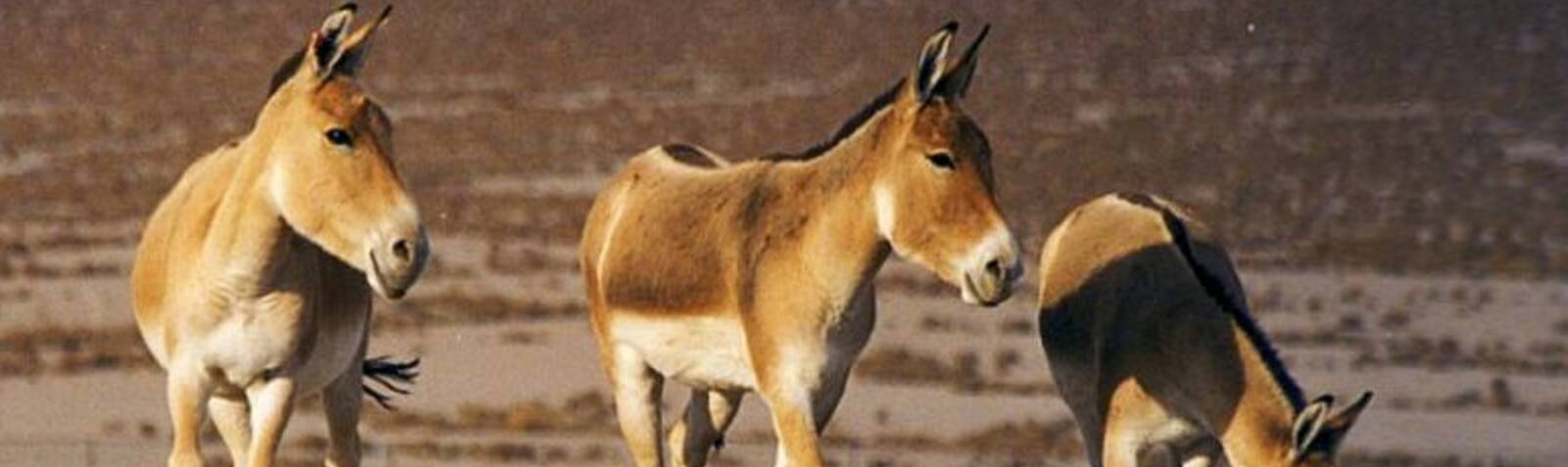 Persian Onager